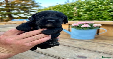 Mixed Breed dogs - Advert 12