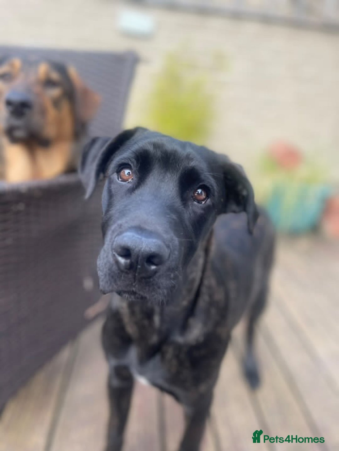 Mixed Breed dogs for sale: Belgian Malinois / Turkish Kangal / Cane Corso - Image 9