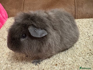 Guinea Pig rodents Teddy slate boar 3 mths /Tort boar 6 weeks old - Advert 8