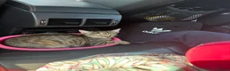 Domestic Shorthair cats for sale: Kitten for sale  in Wymondham - Advert 5