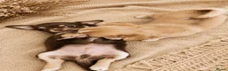 Chihuahua dogs for sale: Chihuahua boy and girl  in Bournemouth - Advert 5