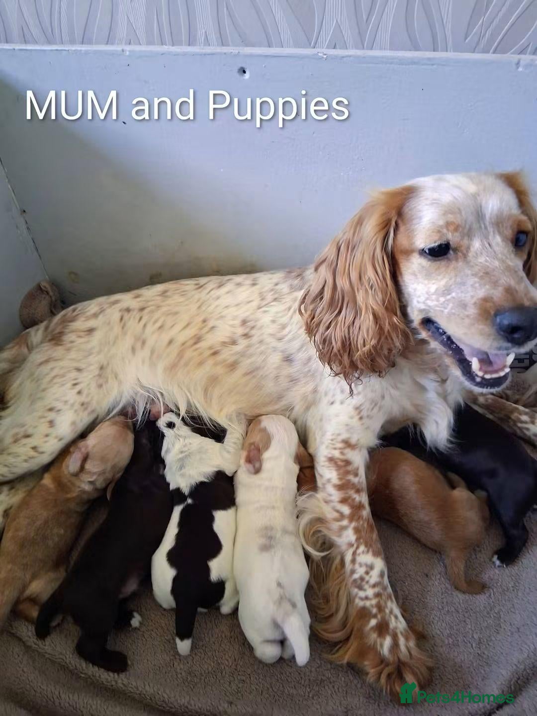 Cocker Spaniel dogs Working cocker spaniel puppies  - Advert 1