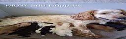 Cocker Spaniel dogs for sale: Working cocker spaniel puppies  in Ongar - Advert 1
