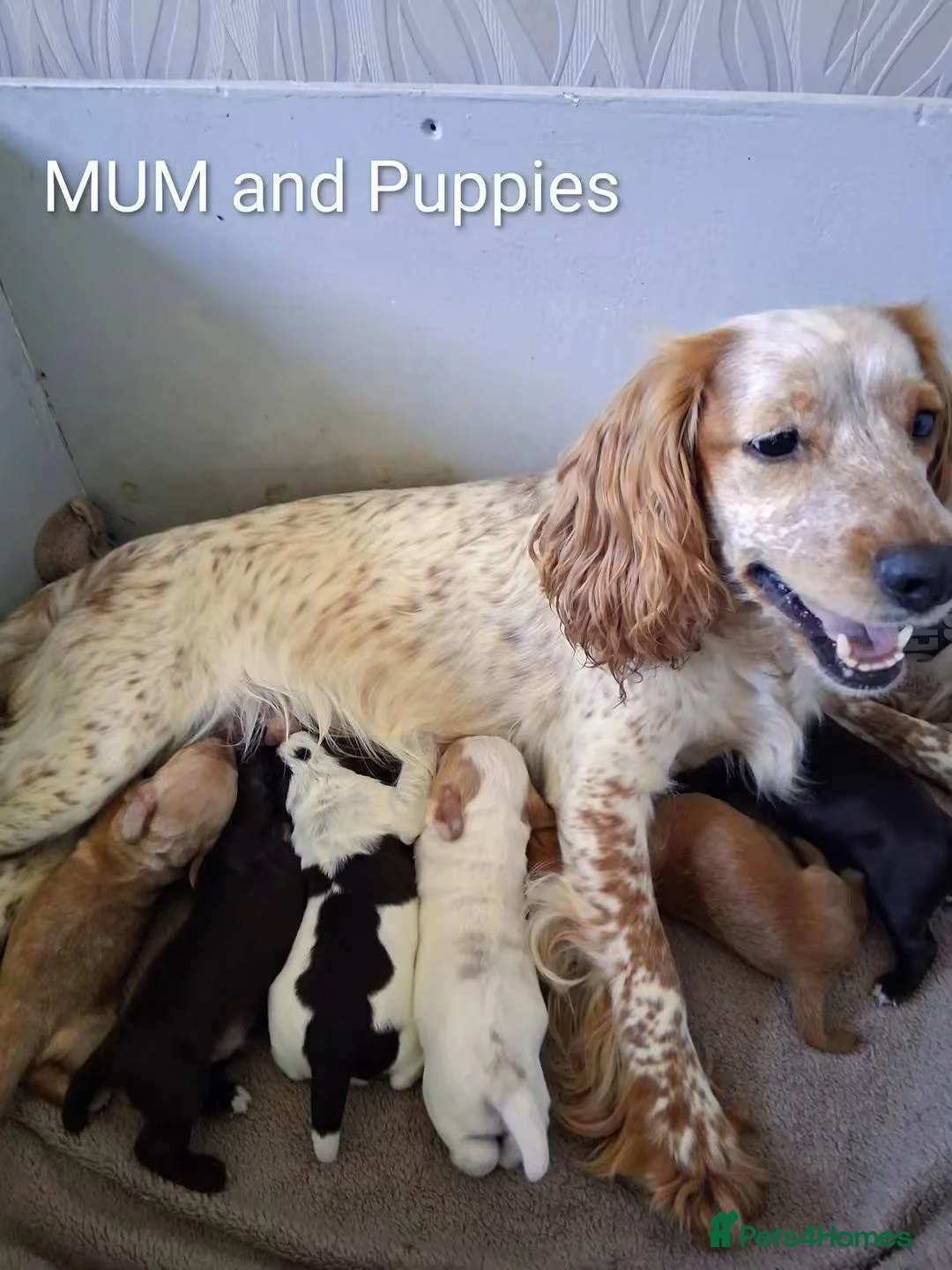 Cocker Spaniel dogs for sale: Working cocker spaniel puppies  in Ongar - Advert 1