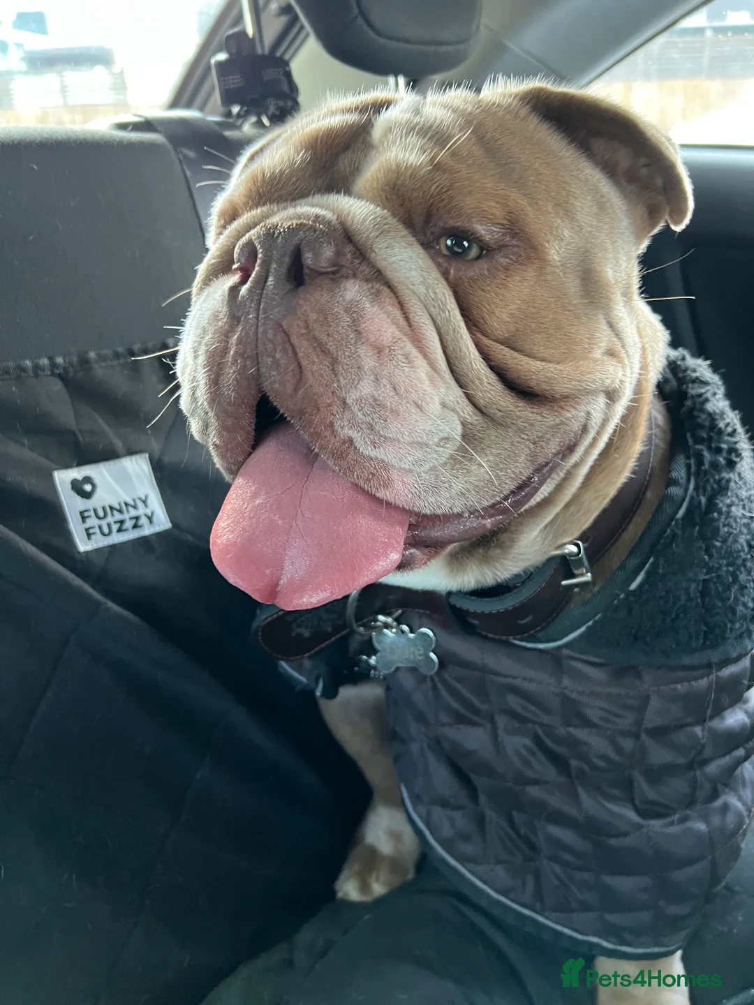Mixed Breed dogs for sale: Odie - Olde english bulldog  - Advert 10