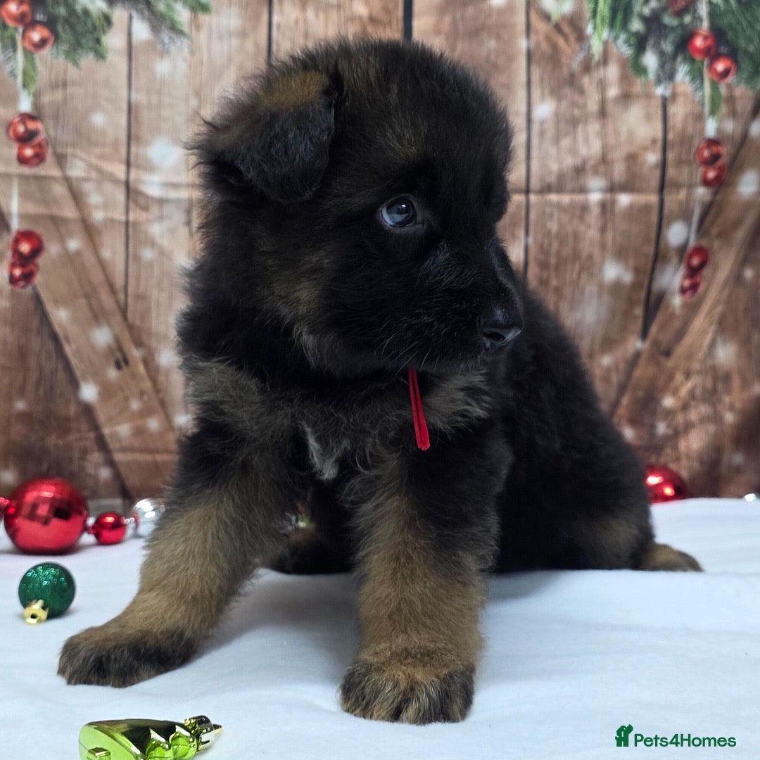 German Shepherd dogs for sale:  Kc Purebred German Shepherd  - Advert 11