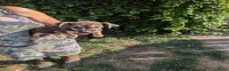 Jack Russell dogs for sale: Ready 10 weeks  Gorgeous bk & tan Jack Russel  - Advert 22