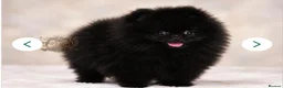 Pomeranian dogs for sale: 🐾💙 BLACK TEDDY BEAR POMERANIAN RKC DNA - Advert 1