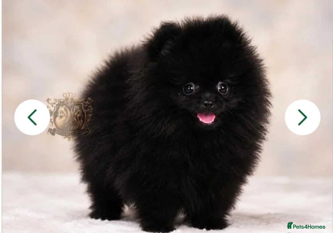Pomeranian dogs for sale: 🐾💙 BLACK TEDDY BEAR POMERANIAN RKC DNA - Advert 1