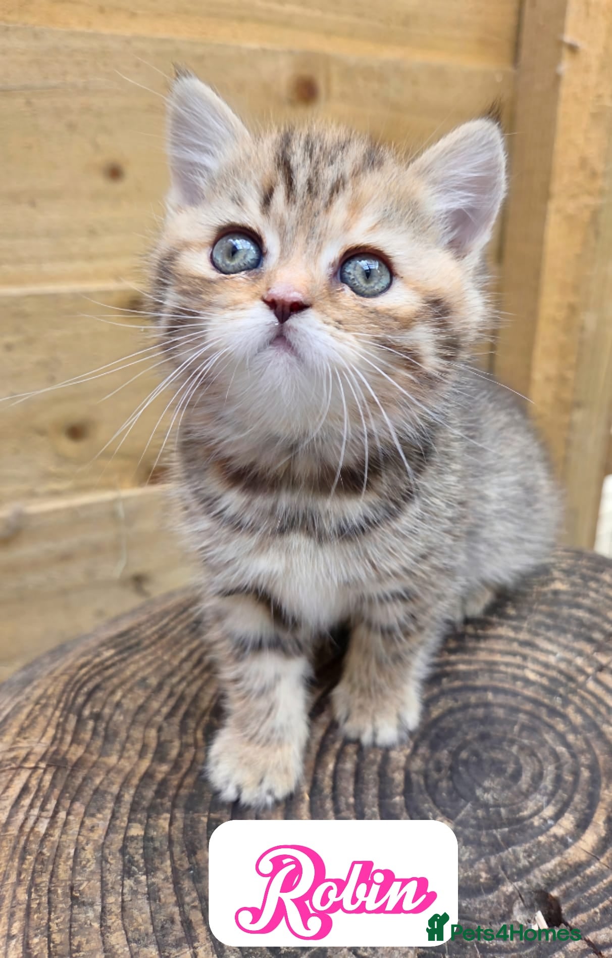 British Longhair cats 💖 Champion Line, British SH/LH Cuties 💖 - Advert 2