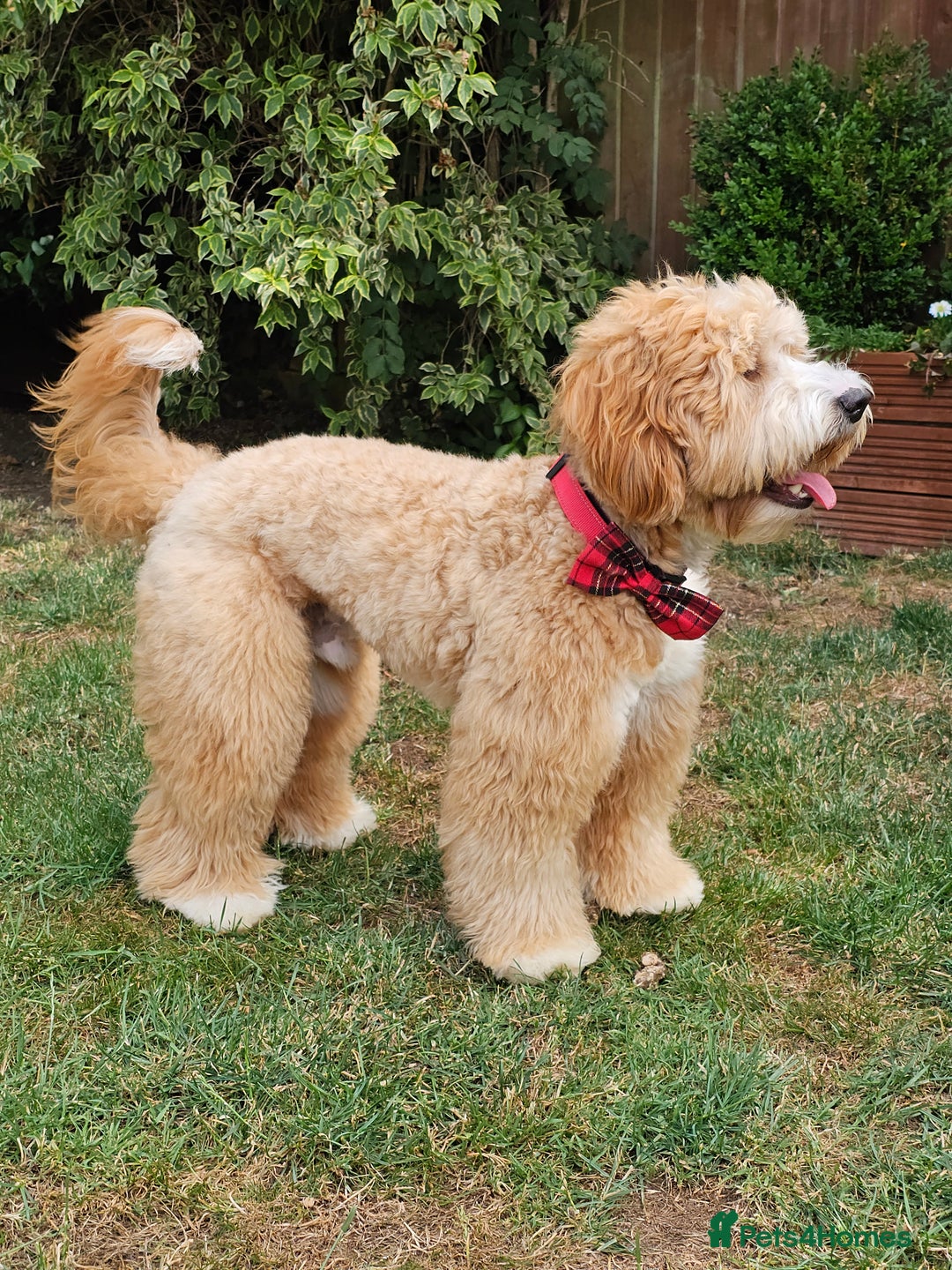 Labrador Retriever dogs for stud: Hip0/0 Elbow 0/0 Australian Labradoodle  - Advert 13