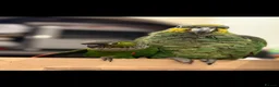 Parrots birds for sale: Orange winged Amazon black capped conure - Advert 3