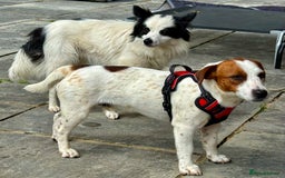 Chihuahua dogs for adoption: Toffy in West Malling - Image 16