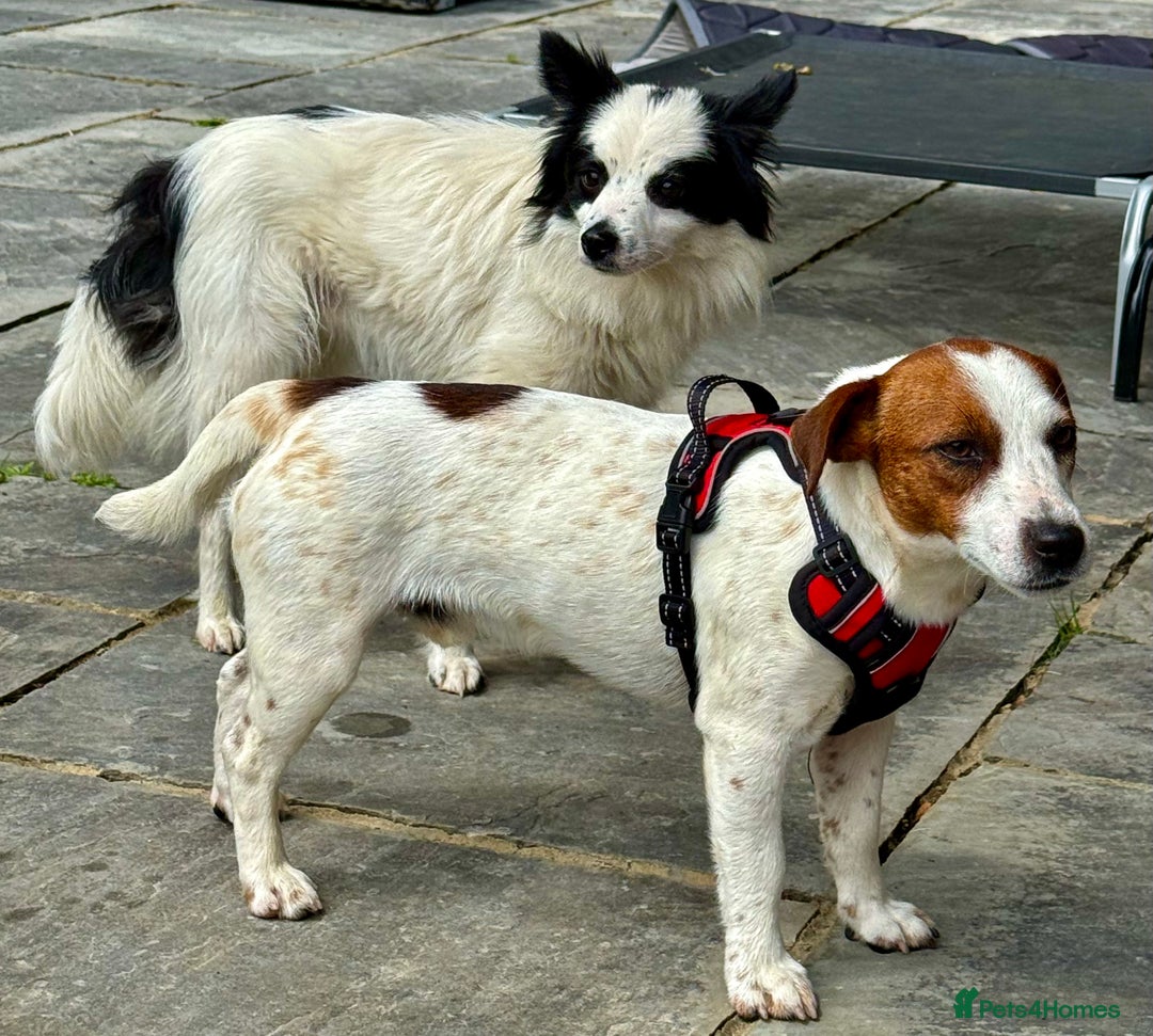 Chihuahua dogs for adoption: Toffy in West Malling - Image 16
