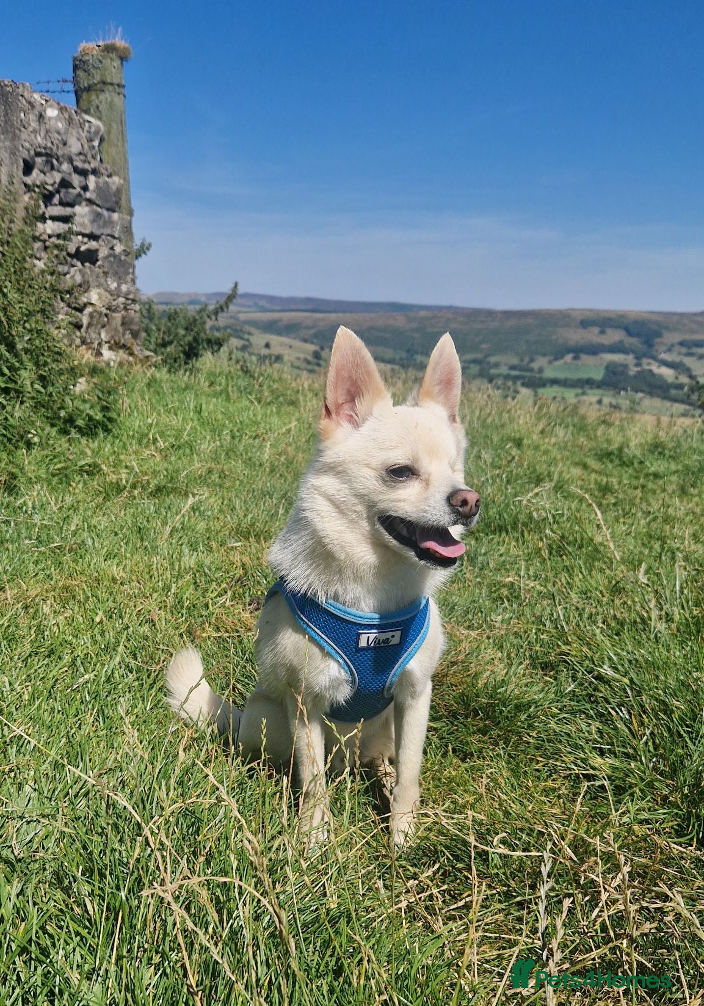 Pomchi dogs Olaf beautiful Pomchi - Advert 1