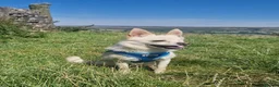 Pomchi dogs for sale: Olaf beautiful Pomchi in Pontefract - Advert 1