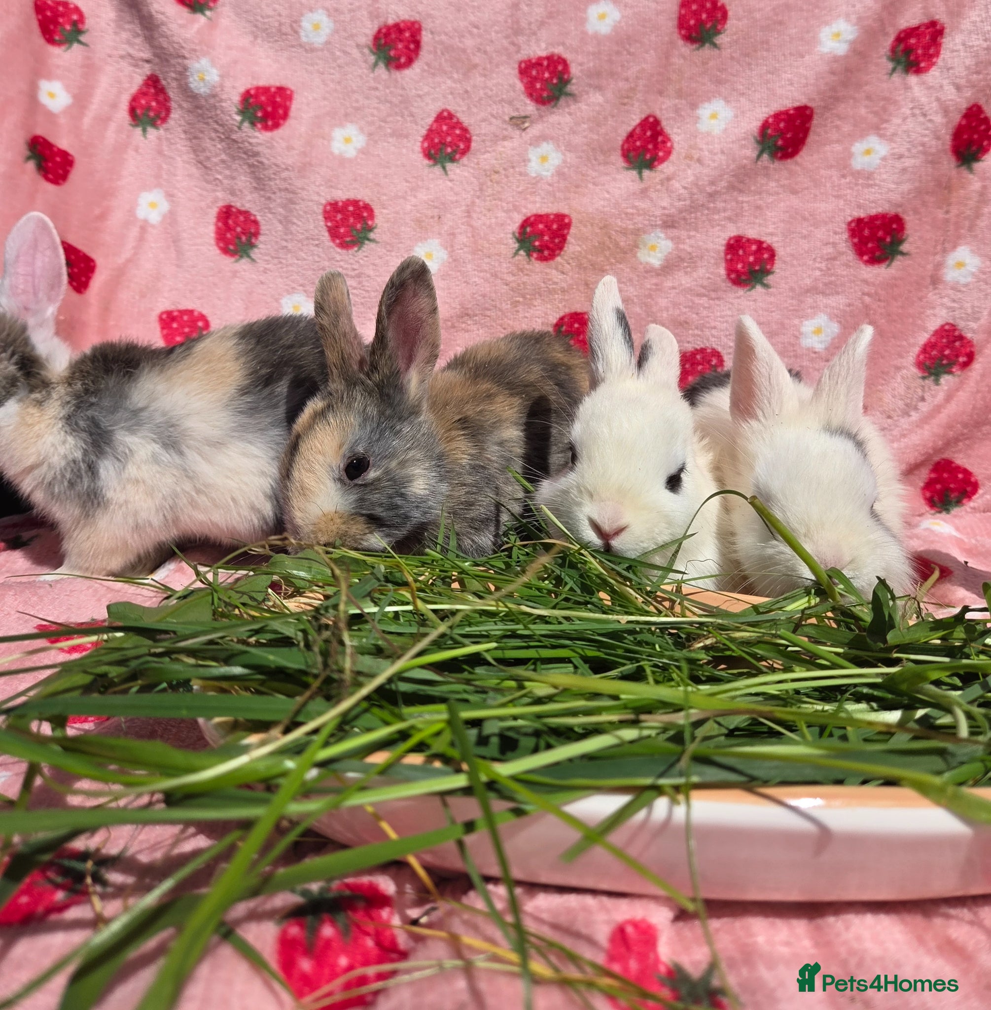 Mixed Breed rabbits Plush Mini lop 8 weeks old very tame - Advert 1