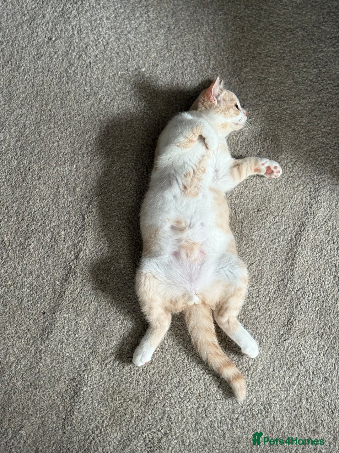 British Shorthair cats for sale: GCCF Registered pedigree British Shorthair Kittens - Image 11