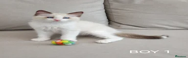 Ragdoll 1