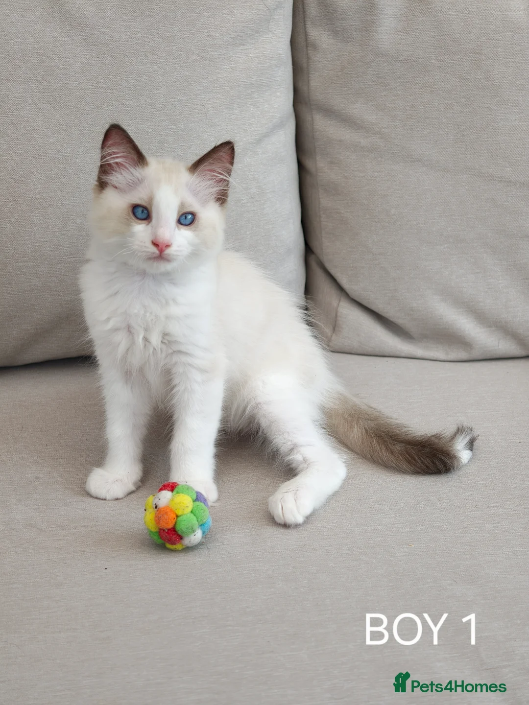 Ragdoll cats for sale: Beautiful Ragdoll Kittens 4 Boys in Bedford - Advert 14