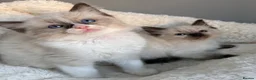 Ragdoll cats for sale: 🥇AWARD WIN 🏆 GCCF RAGDOLL KITTENS  - Advert 16