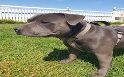 Staffordshire Bull Terrier dogs for sale: Purebred Blue English Staffordshire Bull Terriers - Image 6