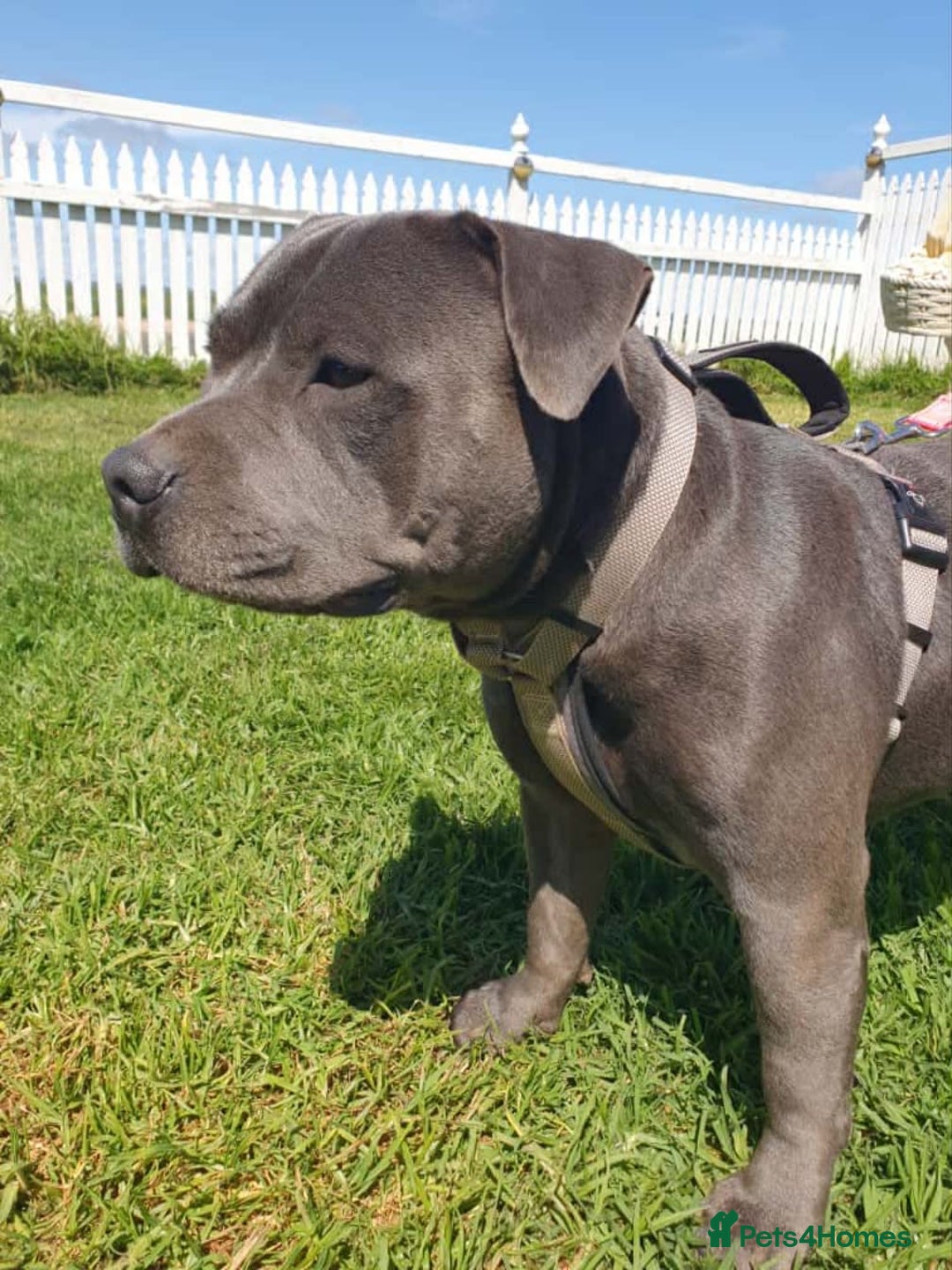 Staffordshire Bull Terrier dogs for sale: Purebred Blue English Staffordshire Bull Terriers - Image 6