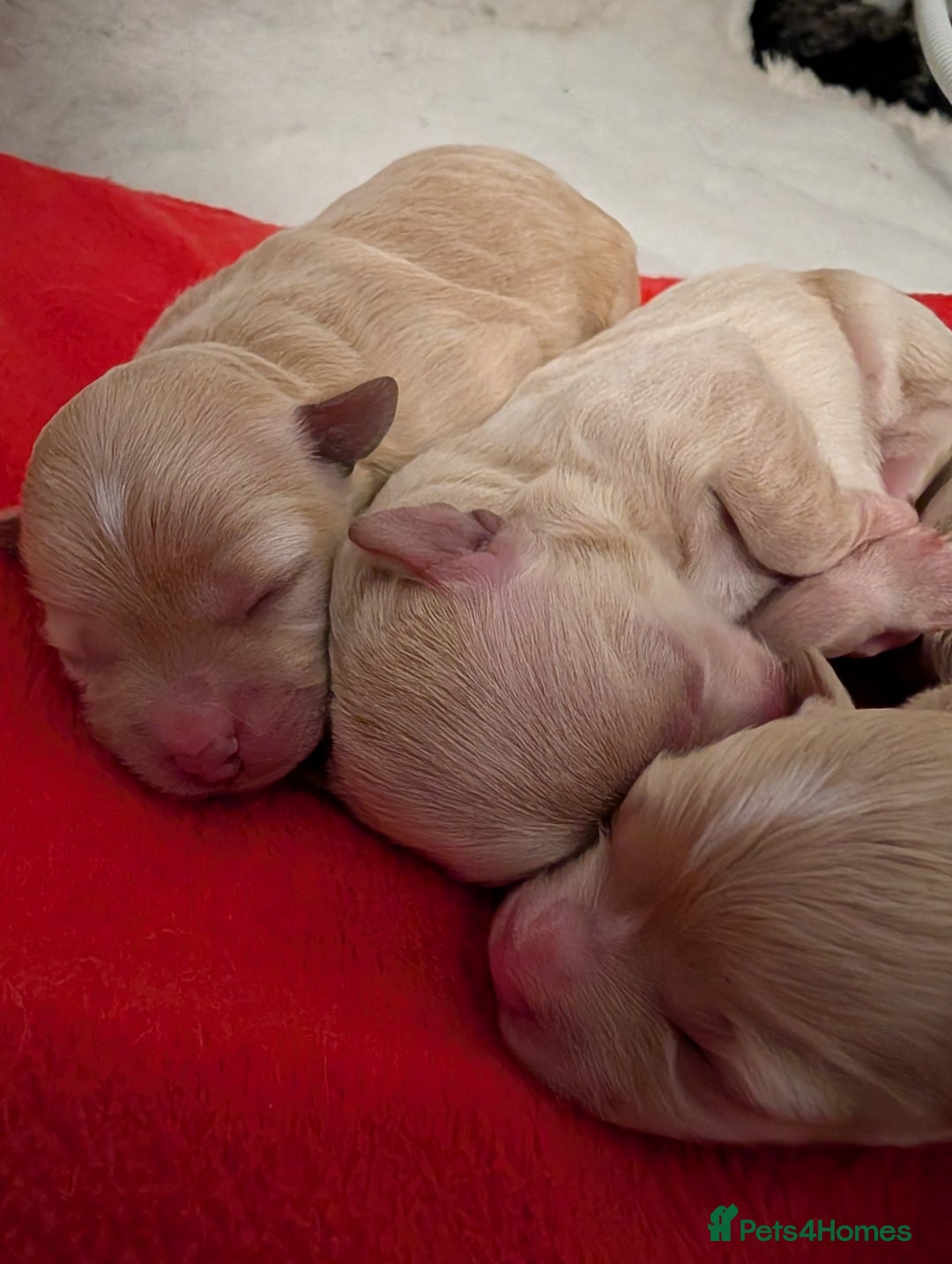 Maltipoo dogs for sale: 🩷 1 Baby Girl Available  - Advert 3