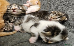 Mixed Breed cats for sale: GINGER GIRL AND TABBY BOY  - Image 10