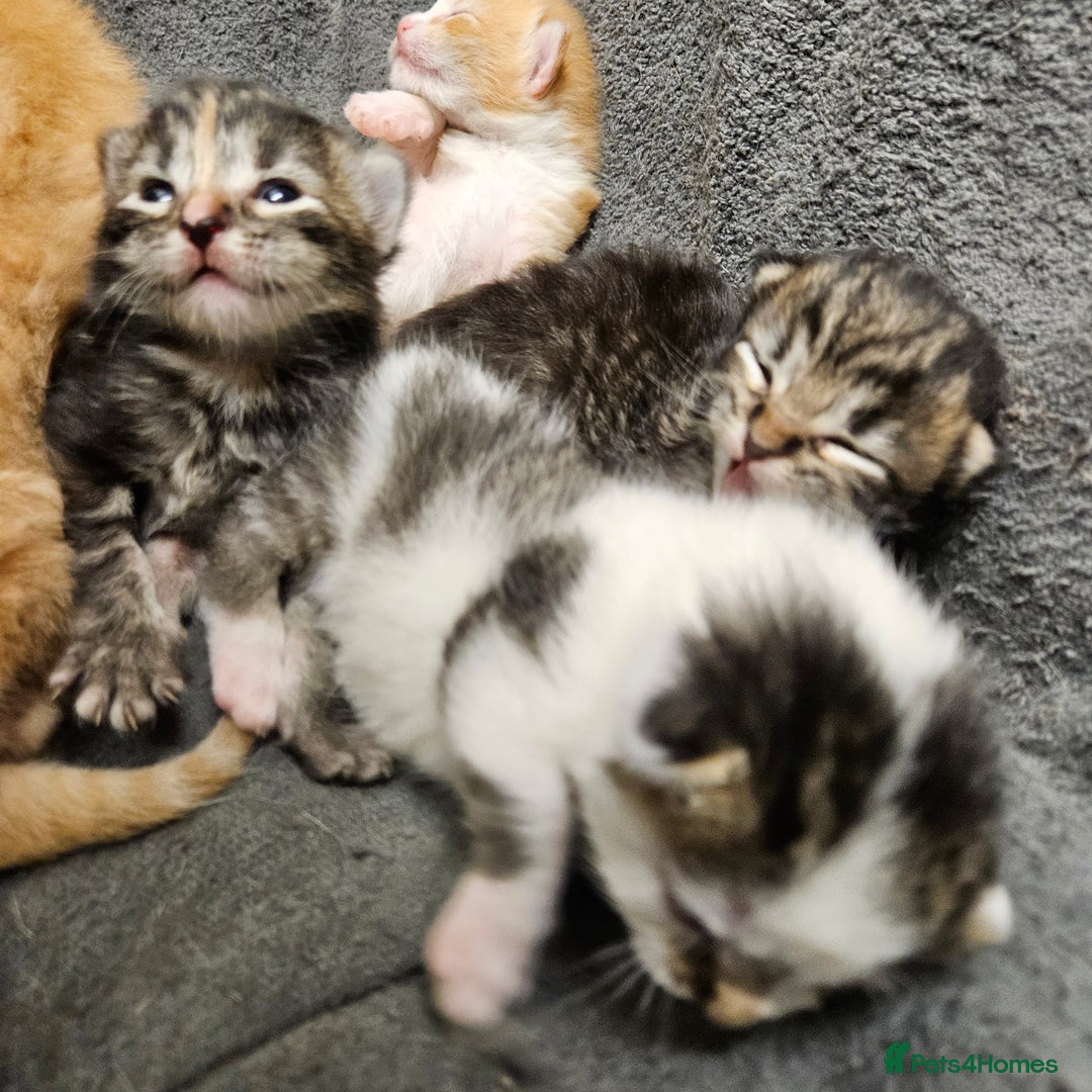 Mixed Breed cats for sale: GINGER GIRL AND TABBY BOY  - Image 10