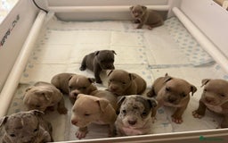 American Bull Staffy dogs for sale: 10 pocket bully - Advert 24
