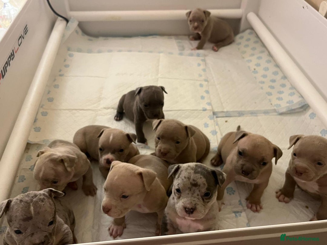 American Bull Staffy dogs for sale: 10 pocket bully - Advert 24