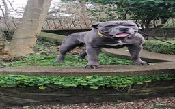 Cane Corso dogs for stud: Proven Cane Corso Stud from Champion Lines in Glasgow - Image 4