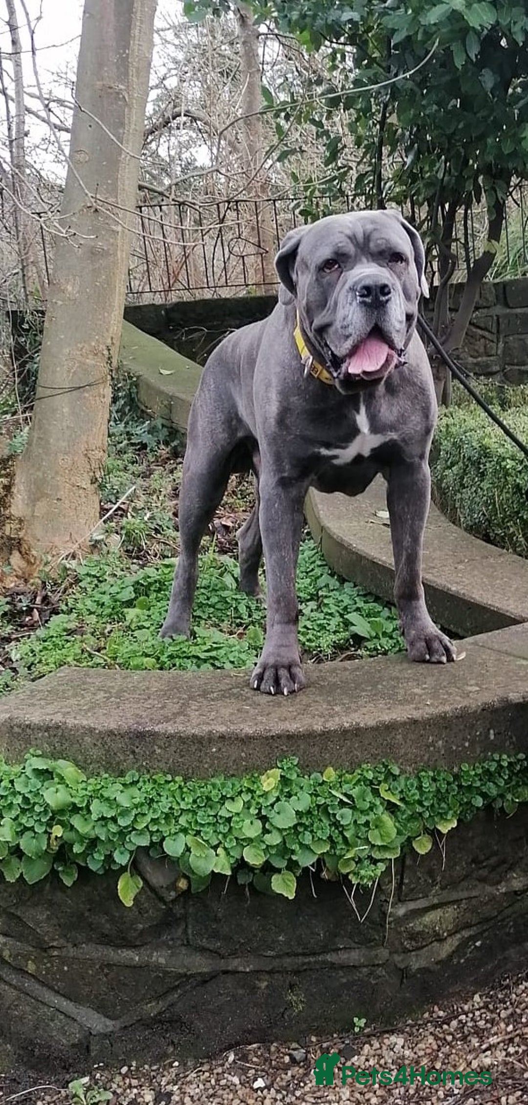 Cane Corso dogs for stud: Proven Cane Corso Stud from Champion Lines in Glasgow - Image 4
