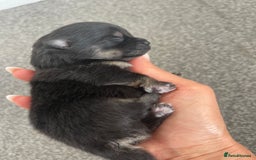 Pomeranian dogs for sale: Unique, extremely rare Pomeranian puppies ✨ - Image 26