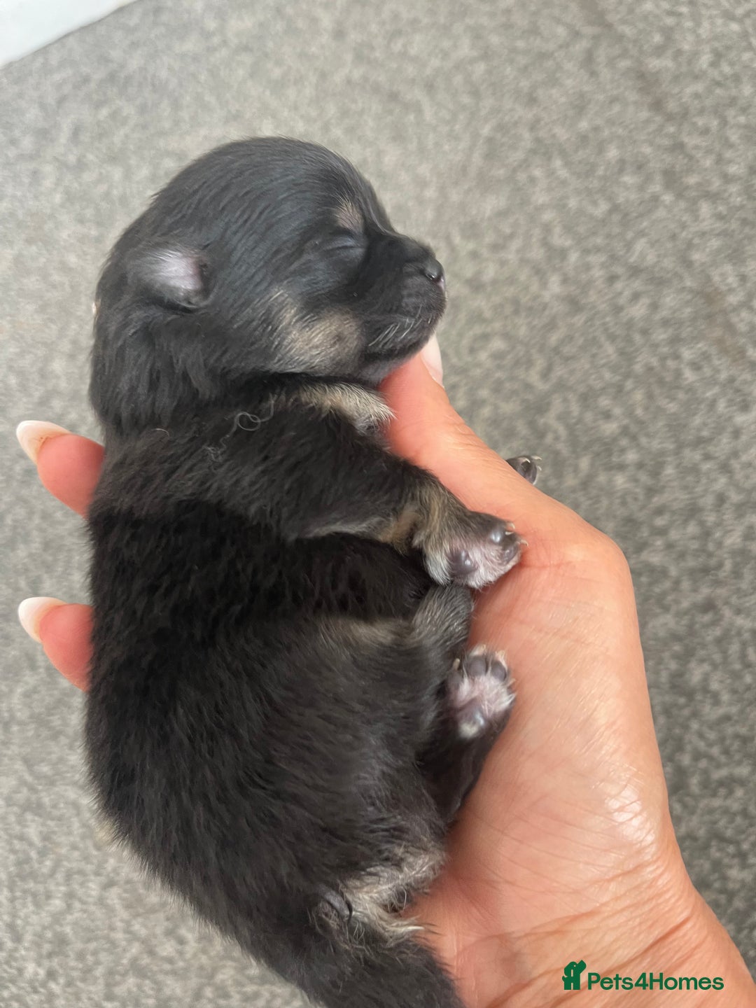 Pomeranian dogs for sale: Unique, extremely rare Pomeranian puppies ✨ - Image 26