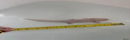 Other/Mixed Breed fish for sale: X2 axolotls  in Stowmarket - Advert 2
