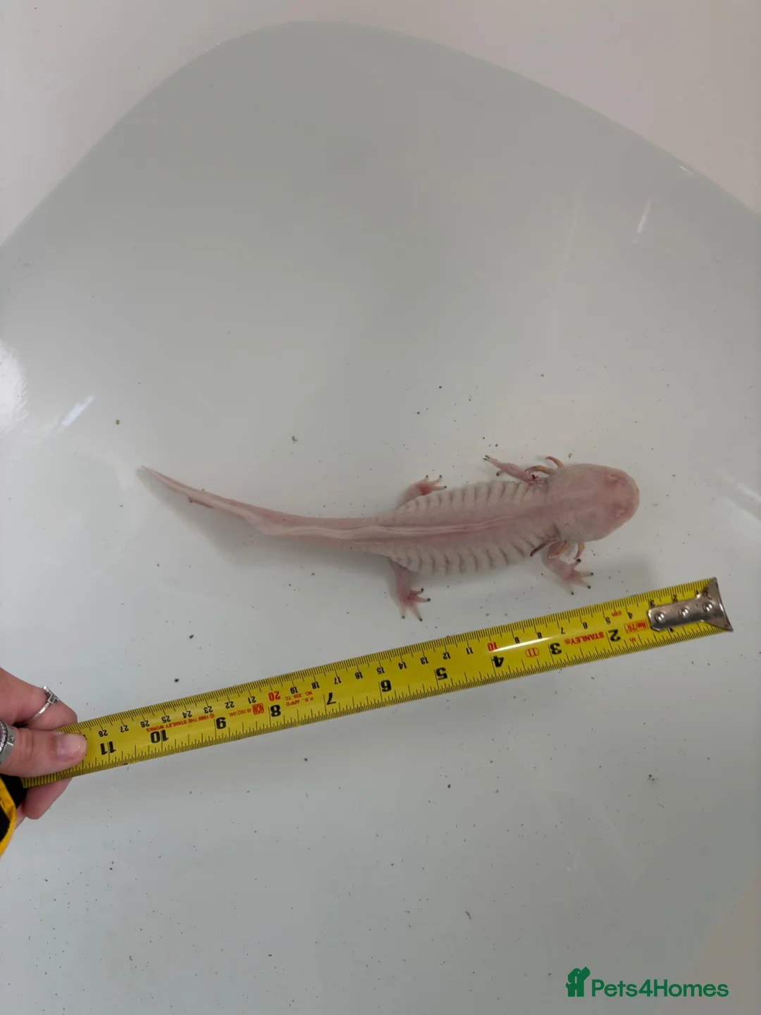 Other/Mixed Breed fish for sale: X2 axolotls  in Stowmarket - Advert 2