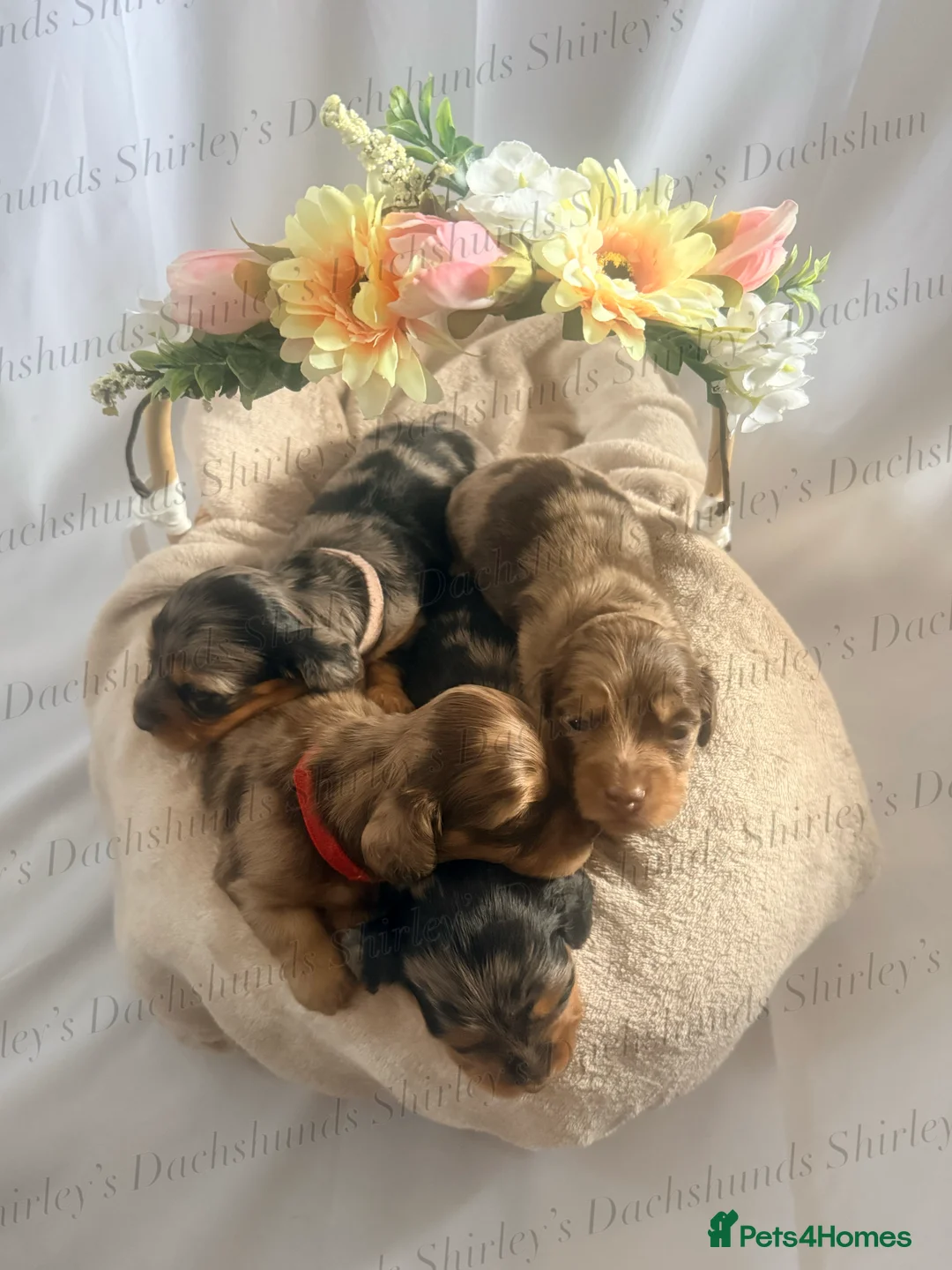 Miniature Dachshund dogs for sale: Longhaired Miniature Dachshunds KC Registered  - Advert 4