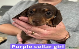 Miniature Dachshund dogs for sale: Miniature dachshund puppies - Image 22