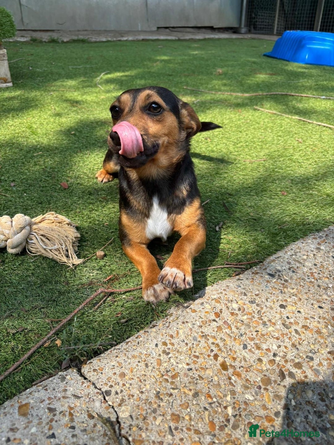 Mixed Breed dogs for sale: Meet Frankie 🌭🐾 - Image 1