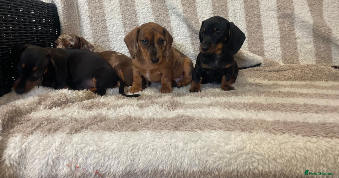 Miniature Dachshund dogs for sale: Beautiful Dachunds ready now  - Image 4