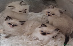 Ragdoll cats for sale: Gorgeous gccf reg Ragdoll kittens  - Image 10