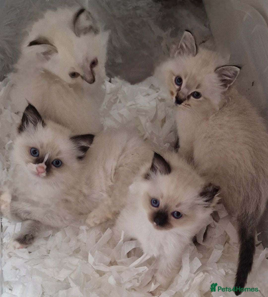 Ragdoll cats for sale: Gorgeous gccf reg Ragdoll kittens  - Image 10