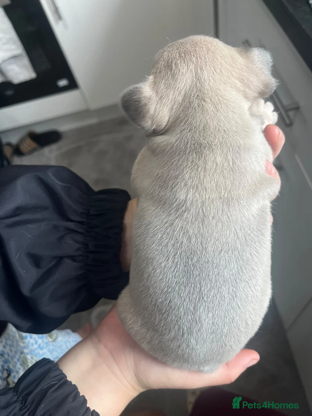 French Bulldog dogs for sale: French bulldogs - Advert 14