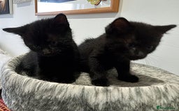 Domestic Shorthair cats for sale: 3 beautiful cuddley crazy kittens looking for you! - Image 6