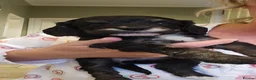 Cockapoo dogs for sale: Beautiful Litter of Stunning Cockerpoo Puppies - Advert 7