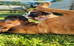 Boxer dogs for sale:   🐾 Champion Bloodline Boxer Puppies🐾 - Image 27