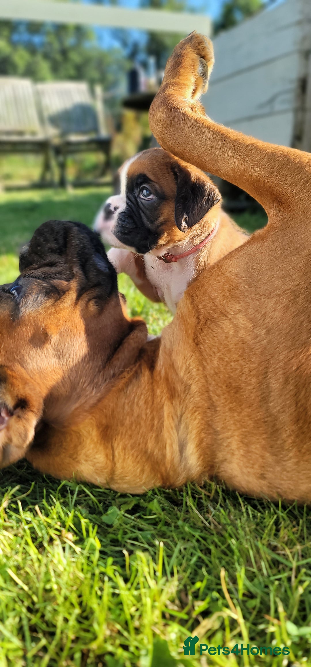 Boxer dogs for sale:   🐾 Champion Bloodline Boxer Puppies🐾 - Image 27