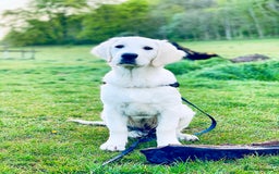 Golden Retriever dogs for stud: KC English Cream Golden Retriever Stud - Image 23